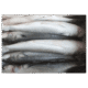 Frozen Mackerel 300/500