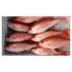 Frozen Whole Clean Snapper