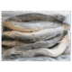 Frozen Catfish WG 500/800